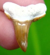 GORGEOUS YELLOW LEMON SHARK TOOTH - REAL FOSSIL - NO REPAIR - SHARK TEETH picture