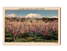 Vintage Cherry Blossom Time Postcard - Southern California, Snowy Mountains View picture