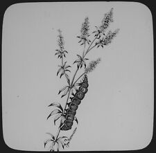 ANTIQUE Magic Lantern Slide LARVAE OF SMALL ELEPHANT HAWK MOTH C1900 INSECTS picture