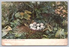 Postcard Nest of Twelve Partridge Eggs UDB c1906 picture