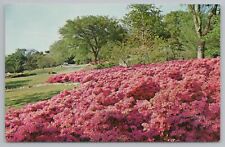Muskogee Oklahoma~Honor Heights Park~Azalea Flowers in Bloom~1950s picture