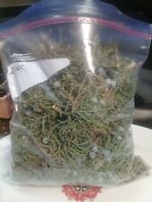 2 POUNDS FRESH ORGANIC JUNIPER  LEAVES  WITH BERRIES  picture