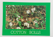 Cotton Bolls Crops in North Louisiana & Mississippi Postcard Unposted picture