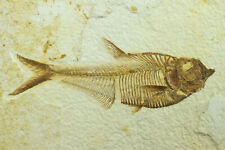 A Grade Diplomystus dentatus Fossil Fish Green River Formation Wyoming  picture