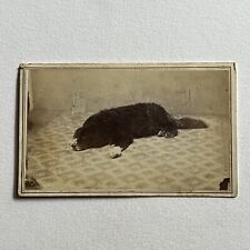 Antique CDV Photograph Adorable Dog Border Collie? ID Bub Or Cub Adrian MI picture