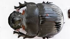 Coleoptera Scarabaeidae Scarabaeinae Heliocopris letiranti Great Male Over 48mm picture