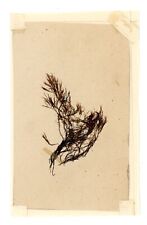 Antique Victorian herbarium seaweed botanical pressed specimen sea history #77 picture