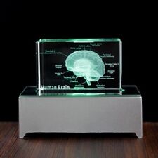 3D Human Anatomical Crystal Laser Brain Sculpture Cube Paperweight Figurines picture