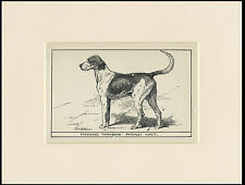 FOXHOUND RARE ANTIQUE 1900 ENGRAVING NAMED DOG PRINT READY MOUNTED picture