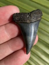 Natural Beautiful 1.63” Hastalis Mako Tooth Fossil Shark Teeth picture