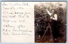 1906 RPPC LOS ANGELES CALIFORNIA MAN ON LADDER PICKING FRUIT ANTIQUE POSTCARD picture