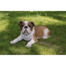 Lying English Bulldog  Garden Lawn Patio Realistic Statue  Brown White Large picture