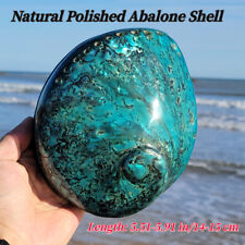 14-15CM Abalone Shell Natural Polished Large Sea Conch DIY Aquarium Ornaments picture