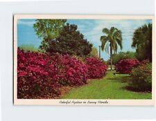 Postcard Colorful Azaleas in Sunny Florida USA picture
