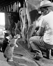 1954 CATS Drinking FRESH MILK from a Cow Cute Retro Farm Picture Photo 5x7 picture