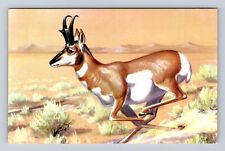 Pronghorn, Painted by Maynard Reece, Animal, Antique Vintage Souvenir Postcard picture