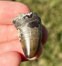 BIG Texas Fossil Tylosaurus Mosasaur Tooth Cretaceous Age Dinosaur Tooth Ozan Fm picture