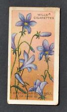 1913 Wills' Cigarette Card Australian Wildflowers No. 17 Australian Blue Bell picture