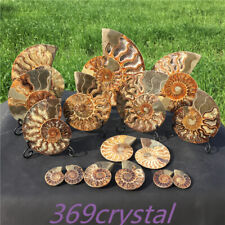 A lot of Natural Ammonite fossil conch Crystal specimen energy reiki healing picture
