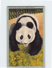 Postcard Giant Panda, Brookfield Zoo, Chicago, Illinois picture