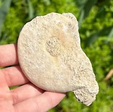 France Fossil Ammonite in Matrix Middle Jurassic Age French Fossils picture