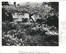 1989 Press Photo Garden of Daffodils in England - mjb10490 picture