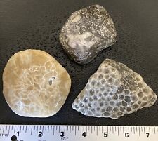 3pc Michigan Fossil Sampler - Petoskey Stone, Halysite Chain Coral, Crinoid Soup picture
