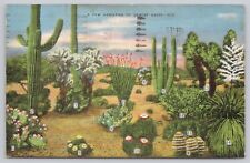 Tucson Arizona, Varieties of Desert Cacti & Legend, Vintage Postcard picture
