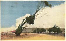 The Crooked Tree - Laguna Beach, California Postcard picture