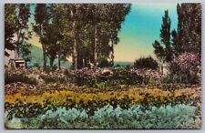Wells Nevada Schoers Ranch Clover Valley Flower Garden DB UNP Postcard picture
