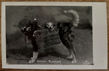 Antique RPPC Bernese Mountain Dog - 