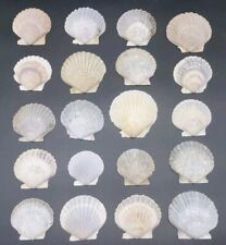 20 Piece Estate Lot Natural Scallop Seashells 2-3” Beach Decor Crafts Serving #1 picture