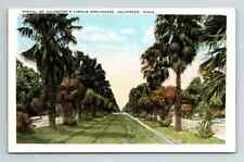 c1930s WB Postcard Galveston TX Palm Tree Esplanades Street picture