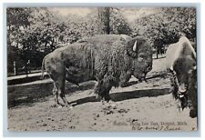 1907 Buffalo Belle Isle Zoo Detroit Michigan MI Posted Antique Postcard picture