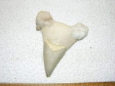 Shark tooth fossil real Otodus Obliquus 50 million years old 3 inch S17 picture