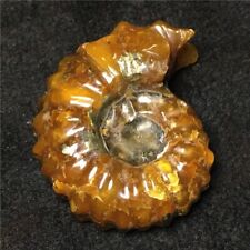 94g NATURAL Polished Goat Horn Fossil Ammonite Douvilleiceras Madagascar #A5 picture