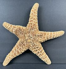 Large Dried Starfish  picture