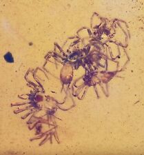 RARE Swarm of Spiderlings, Fossil Inclusion in Burmese Amber picture