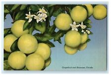 c940's Grapefruit And Blossom Tree Nature Florida FL Unposted Vintage Postcard picture