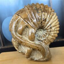 17 lb Rare large multi - tentacle conch fossils Specimen #A2 picture