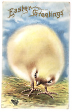 Antique Easter greeting PC Huge Fluffy Yellow Baby Chick looking at Fly Embossed picture