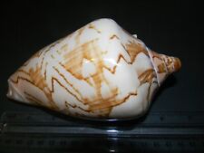 Nice Specimen Noble Volute Seashell picture