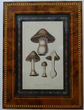 Antique mushroom print, mushroom Engraving, date c.1880, specimen  print, framed picture