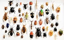 LOT OF 25 pieces mixed lot of assorted beetles bugs insects collection picture