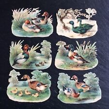 Antique Chromos Lot of 6 Duck Cutouts Victorian Scrap 1900 picture