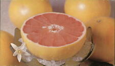 Advertising Bradenton,FL Florida Pink Grapefruit (Oct. to May),Mixon Fruit Farms picture