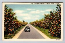 FL-Florida, Motoring through an Orange Grove, Antique Vintage Souvenir Postcard picture