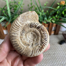 164g Rare natural polished white conch Ammonite Fossil Specimen Madagascar B1076 picture