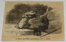 small 1881 magazine engraving ~ BEAR SURPRISES SEAL HUNTER picture