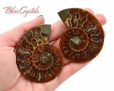 Pair of AMMONITE FOSSIL Matching Set Thin 61 - 68 mm Healing Crystal #AP56 picture
